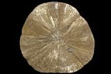 Large, Pyrite Sun - Sparta, Illinois #91231-1